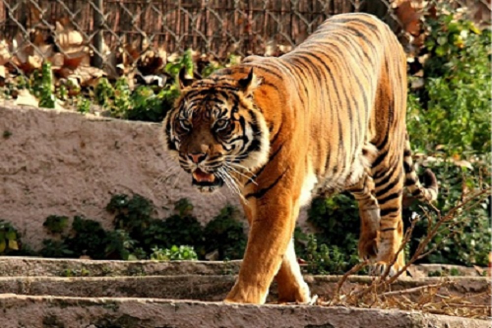 Zoológico de Barcelona - 1 dia