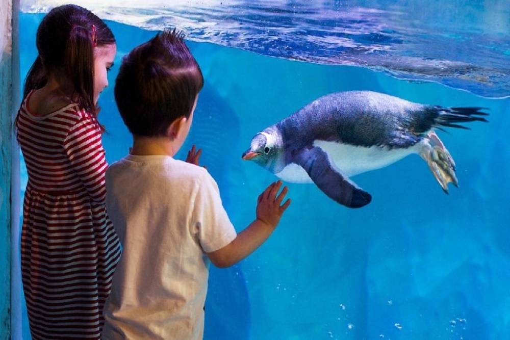 Sea Life Birmingham - Ingresso 1 dia Sea Life Birmingham - Ingresso 1 dia