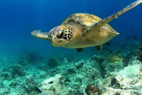Sea Life Birmingham - Ingresso 1 dia