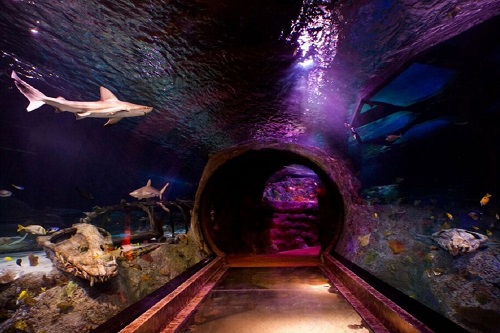 SeaLife Dallas - 1 dia