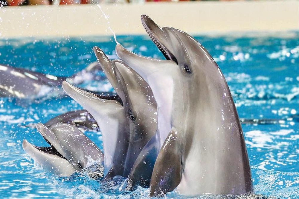 Dolphinarium: Show de Golfinhos e Leões Marinhos - Ingresso 1 dia Dolphinarium: Show de Golfinhos e Leões Marinhos - Ingresso 1 dia