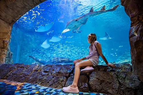 Black Friday SeaWorld Orlando - Ingresso para 02 Parques (SeaWorld, Aquática, Busch Gardens)