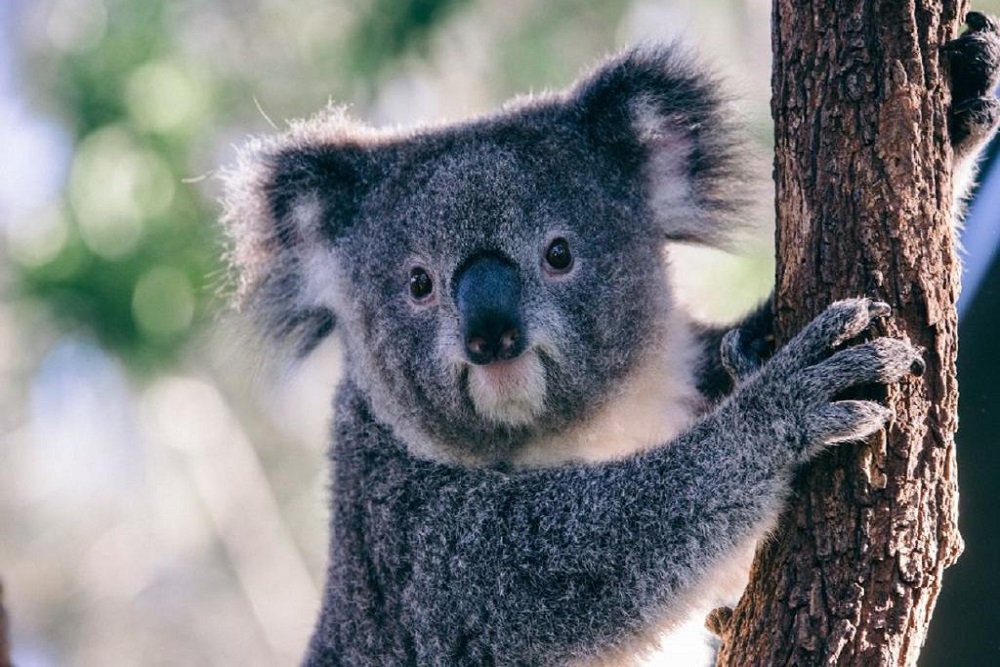 Ingresso Taronga Zoo Sydney – 1 dia Ingresso Taronga Zoo Sydney – 1 dia