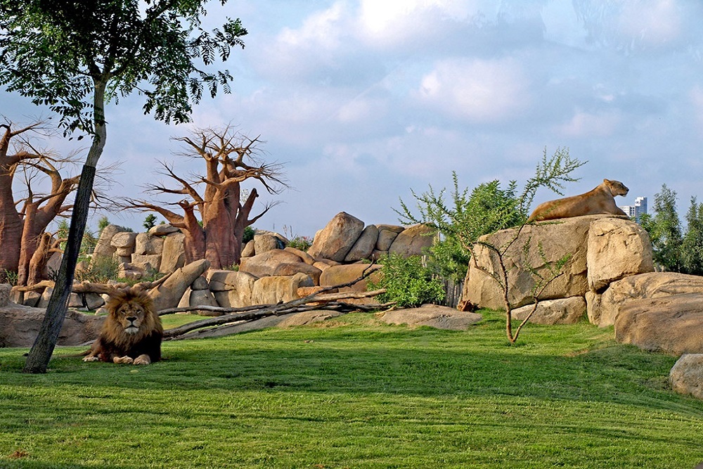 Bioparc Valencia - 1 dia Bioparc Valencia - 1 dia